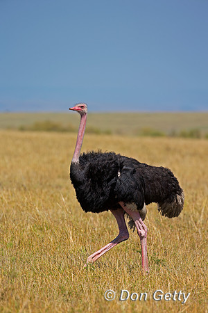 Common Ostrich