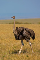 Common Ostrich