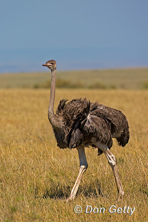 Common Ostrich