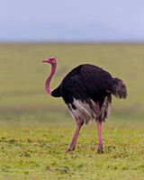 Common Ostrich