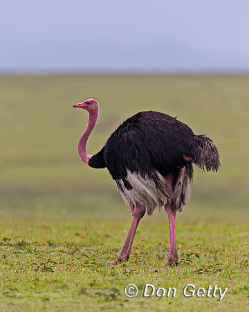 Common Ostrich
