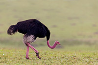 Common Ostrich