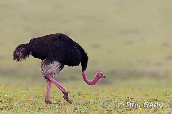 Common Ostrich