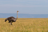 Common Ostrich
