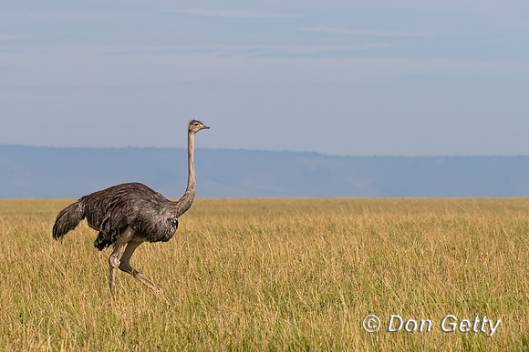 Common Ostrich