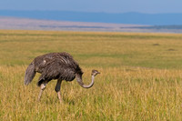 Common Ostrich