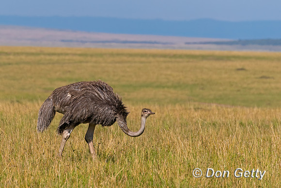 Common Ostrich