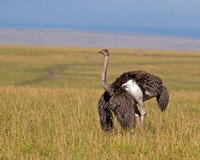 Common Ostrich