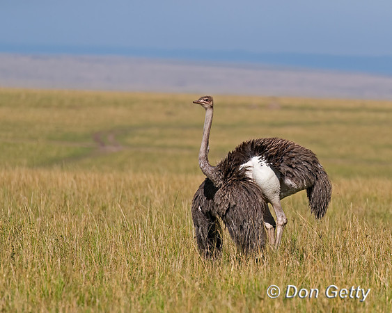 Common Ostrich