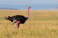Common Ostrich