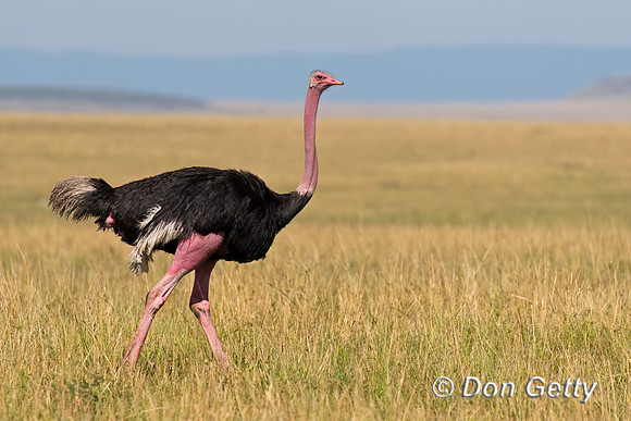 Common Ostrich