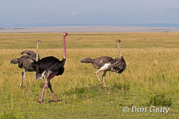 Common Ostrich