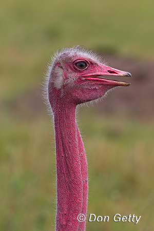 Common Ostrich