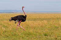 Common Ostrich