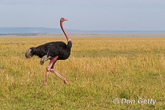 Common Ostrich