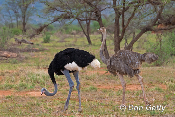 Somali Ostrich