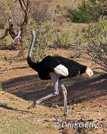Somali Ostrich