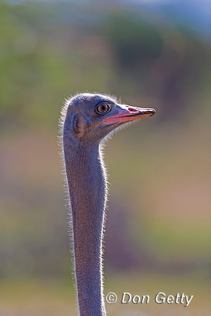 Somali Ostrich