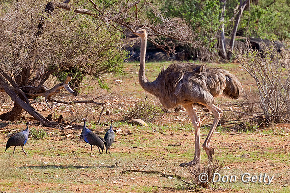 Somali Ostrich