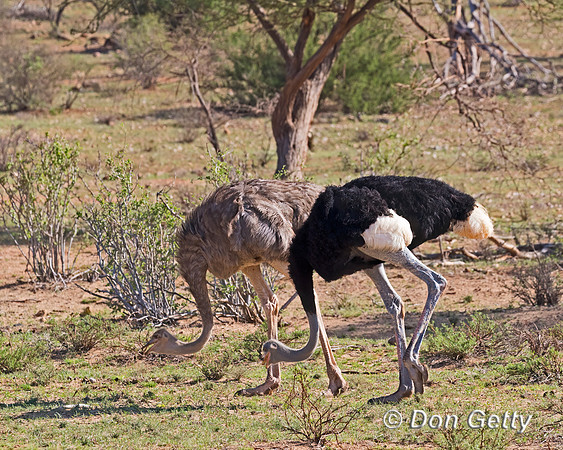 Somali Ostrich