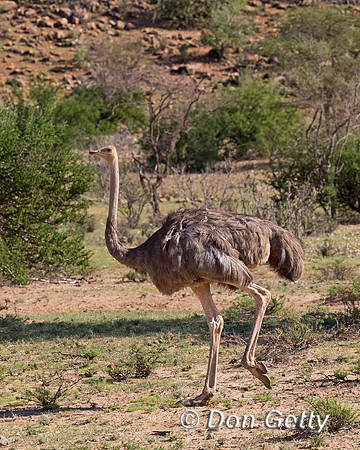 Somali Ostrich