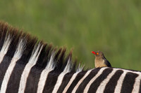 Red-billed Oxpecker