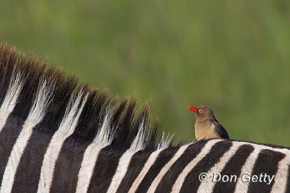 Red-billed Oxpecker