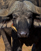 Red-billed Oxpecker