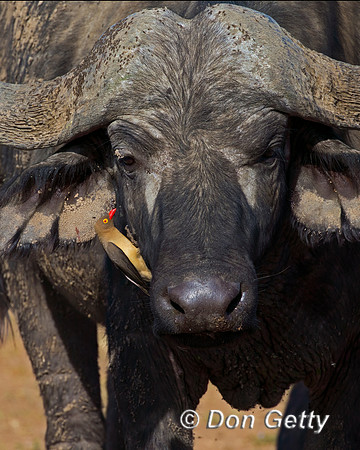 Red-billed Oxpecker