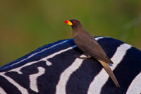 Yellow-billed Oxpecker