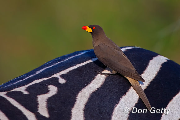 Yellow-billed Oxpecker