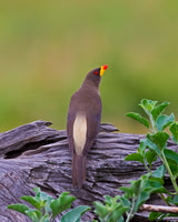 Yellow-billed Oxpecker