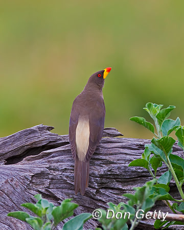 Yellow-billed Oxpecker