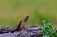 Yellow-billed Oxpecker