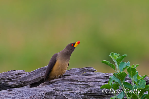 Yellow-billed Oxpecker