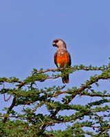 Orange-bellied Parrot