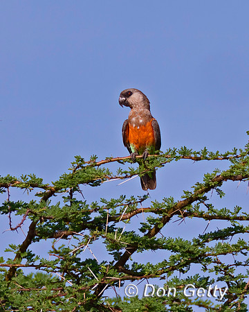 Orange-bellied Parrot