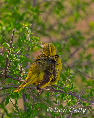 Golden Pipit