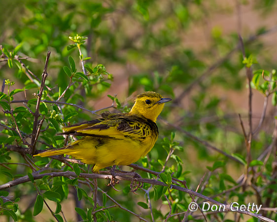 Golden Pipit