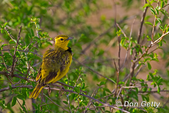 Golden Pipit