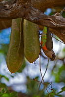 Red-bellied Parrot