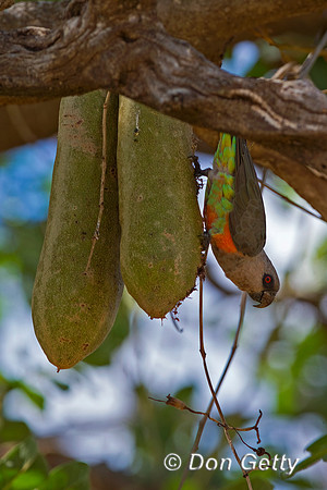 Red-bellied Parrot