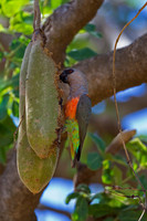 Red-bellied Parrot
