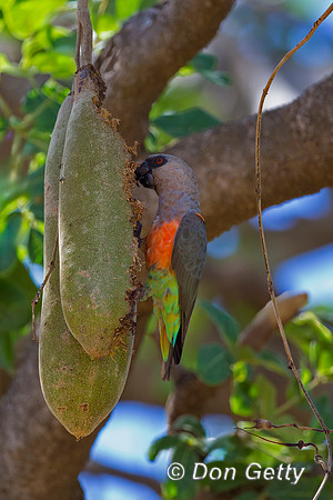 Red-bellied Parrot