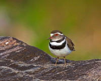 Three-banded Plover