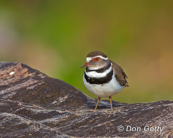 Three-banded Plover