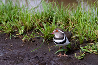 Three-banded Plover