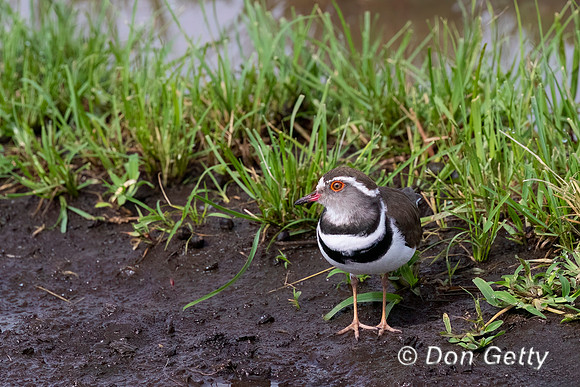 Three-banded Plover
