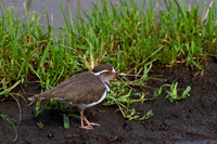 Three-banded Plover