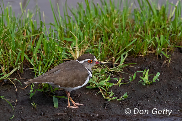 Three-banded Plover
